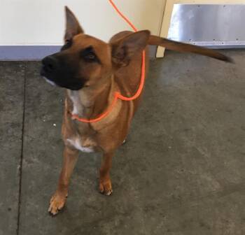 ULYSSES -  Belgian Shepherd Malinois and Mixed Breed Dog for Adoption in Tustin, California - ULYSSES | PetCurious