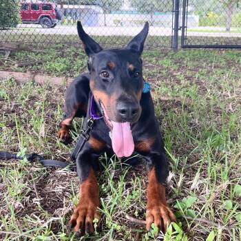 Apollo 3634 -  Doberman Pinscher Dog for Adoption in Oakland Park, Florida - Apollo 3634 | PetCurious