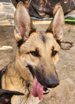 Rescue German Shepherd Dog Dogs for Adoption in Lafayette, California - Rome | PetCurious