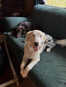 Rescue Australian Shepherd and Cattle Dog Dogs for Adoption in Watertown, Connecticut - Betty | PetCurious