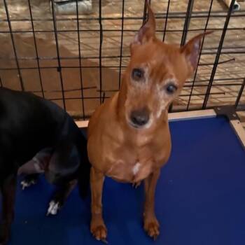 Scooby -  Miniature Pinscher and Boston Terrier Dog for Adoption in Normal, Illinois - Scooby | PetCurious