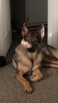 German Shepherd Dog Dogs Available for Adoption - Rambo | PetCurious