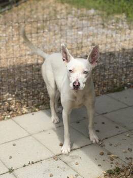 Terrier Dogs Available for Adoption in Locust Fork, Alabama - Sugar | PetCurious