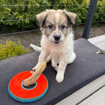 Anatolian Shepherd and Mixed Breed Dogs Available for Adoption - Mckinley | PetCurious