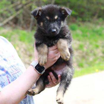 Shepherd and Mixed Breed Dogs Available for Adoption in Eastford, Connecticut - CT Yellowstone Avail May 16 | PetCurious