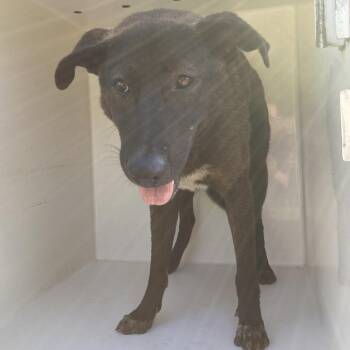 Van -  Black Labrador Retriever and Husky Dog for Adoption in Beaumont, Texas - Van | PetCurious