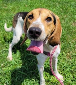 Autumn -  Treeing Walker Coonhound Dog for Adoption in Lisbon, Ohio - Autumn | PetCurious