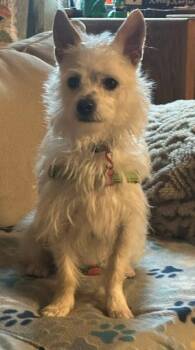 Cairn Terrier and West Highland White Terrier Westie Dogs Available for Adoption - Buck | PetCurious