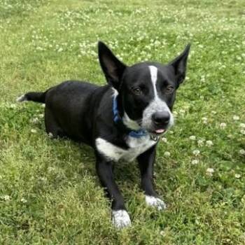 Australian Cattle Dog Blue Heeler and Labrador Retriever Dogs Available for Adoption in Springfield, Missouri - Polo | PetCurious