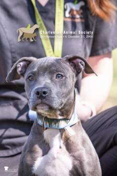 92895a Nala -  American Staffordshire Terrier and Mixed Breed Dog for Adoption in North Charleston, South Carolina - 92895a Nala | PetCurious