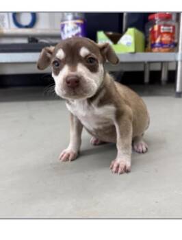 Chihuahua Dogs Available for Adoption - Penelope | PetCurious