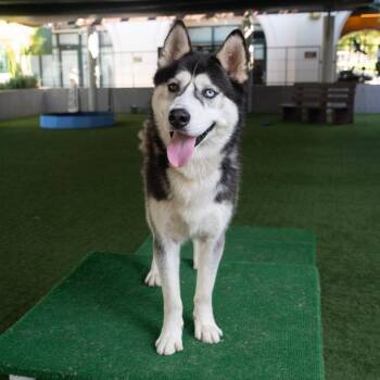 Siberian Husky Dogs Available for Adoption in Pasadena, California - Gimli | PetCurious