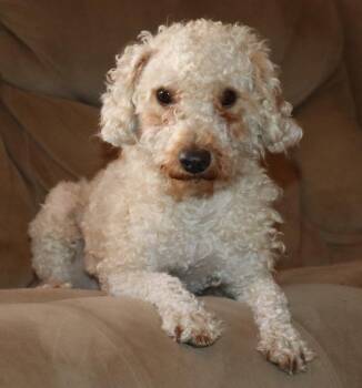 Bob Marley -  Poodle Dog for Adoption in Mesa, Arizona - Bob Marley | PetCurious