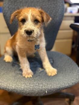 Rescue Terrier Dogs for Adoption in Broomfield, Colorado - SALT | PetCurious