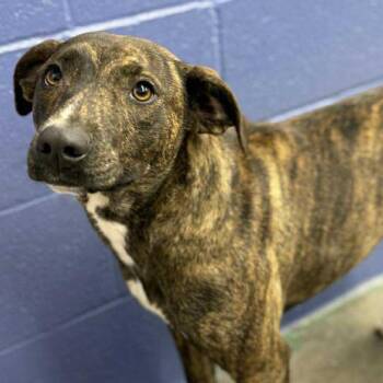 Terrier Dogs Available for Adoption - Mascarpone | PetCurious