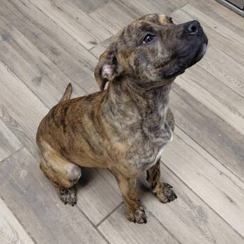 Mountain Cur Dogs Available for Adoption - Roo | PetCurious
