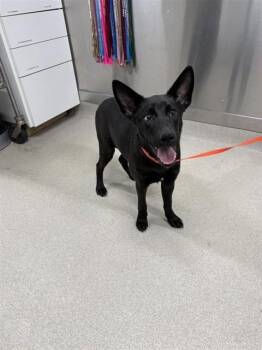 MOOSE -  Australian Shepherd and Mixed Breed Dog for Adoption in Fairbanks, Alaska - MOOSE | PetCurious