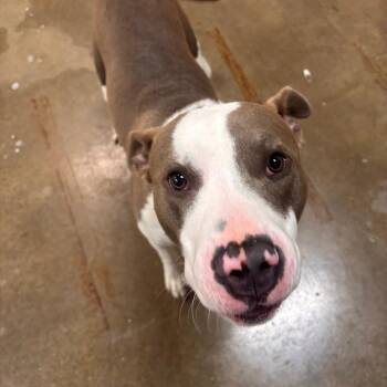 Pit Bull Terrier Dogs Available for Adoption in Napoleon, Ohio - Squeaks 11D26 | PetCurious