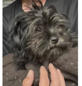 Shih Tzu Dogs Available for Adoption in Copiague, New York - Squash | PetCurious