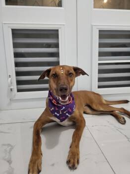 Rescue Labrador Retriever Dogs for Adoption in Naranjito, Naranjito - Layla | PetCurious