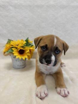 Labrador Retriever Dogs Available for Adoption - MISHKA | PetCurious