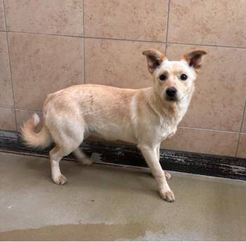 Athena -  Mixed Breed Dog for Adoption in West Chester, Pennsylvania - Athena | PetCurious