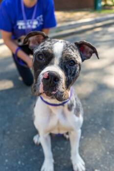 Pit Bull Terrier Dogs Available for Adoption in Charlotte, North Carolina - PARIS | PetCurious