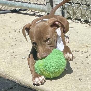 Brownie -  Great Dane and Labrador Retriever Dog for Adoption in Metamora, Michigan - Brownie | PetCurious