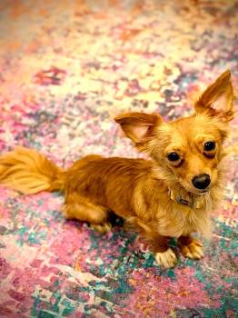 Frisbee -  Chihuahua and Dachshund Dog for Adoption in New Baltimore, Michigan - Frisbee | PetCurious