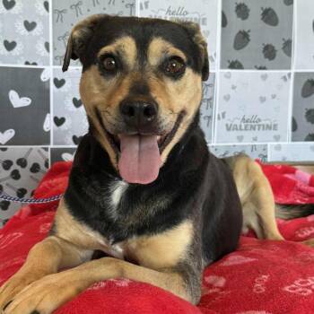 Diesel -  German Shepherd Dog and Mixed Breed Dog for Adoption in Salt Lake City, Utah - Diesel | PetCurious