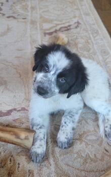 Chloe -  Australian Shepherd and Border Collie Dog for Adoption in Dallas, Texas - Chloe | PetCurious