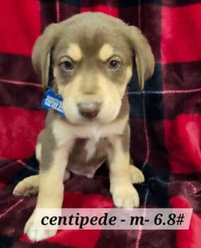 Australian Shepherd Dogs Available for Adoption - Centipede | PetCurious