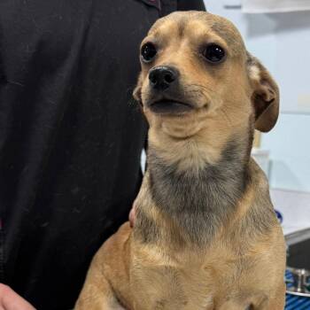 Rat Terrier Dogs Available for Adoption - RITZ | PetCurious