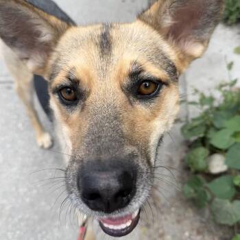 Shiloh -  Shepherd Dog for Adoption in Oakville, Ontario - Shiloh | PetCurious