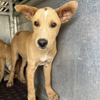 Squidward -  Shepherd and Mixed Breed Dog for Adoption in Edinburg, Texas - Squidward | PetCurious