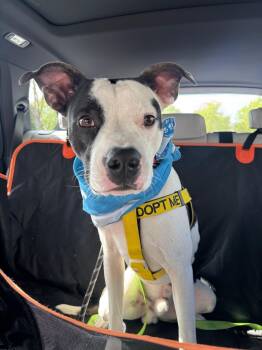 American Staffordshire Terrier Dogs Available for Adoption in Ferndale, Washington - Spot | PetCurious