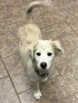 Zucchini -  Australian Shepherd and Mixed Breed Dog for Adoption in Littleton, Colorado - Zucchini | PetCurious