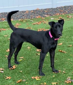 Rescue Mixed Breed Dogs for Adoption in Cranston, Rhode Island - TWIG | PetCurious