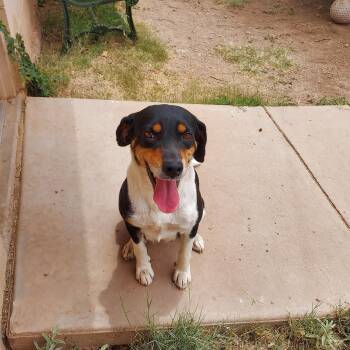 Olive -  Beagle and Rottweiler Dog for Adoption in Bisbee, Arizona - Olive | PetCurious
