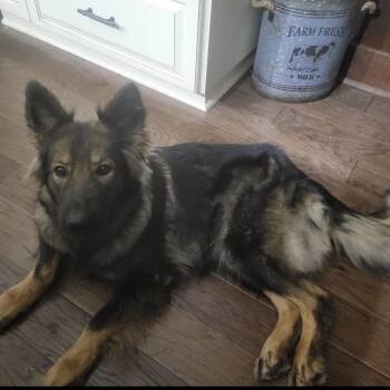 German Shepherd Dog Dogs Available for Adoption in Griffin, Georgia - Stella | PetCurious