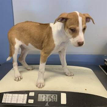 A1410393 -  Rhodesian Ridgeback and Mixed Breed Dog for Adoption in San Jose, California - A1410393 | PetCurious