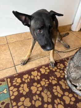 Rescue Belgian Shepherd Malinois Dogs for Adoption in Boca Raton, Florida - Jasmine | PetCurious