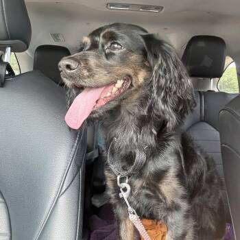 Aurora -  Dachshund and Cocker Spaniel Dog for Adoption in Glocester, Rhode Island - Aurora | PetCurious