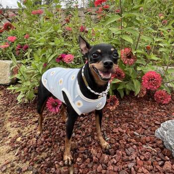 Rescue Miniature Pinscher Dogs for Adoption in Springfield, Virginia - **KONGJI | PetCurious