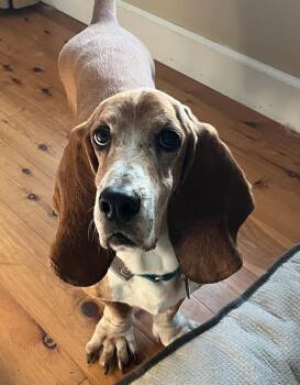 Memphis -  Basset Hound Dog for Adoption in Auburndale, Florida - Memphis | PetCurious