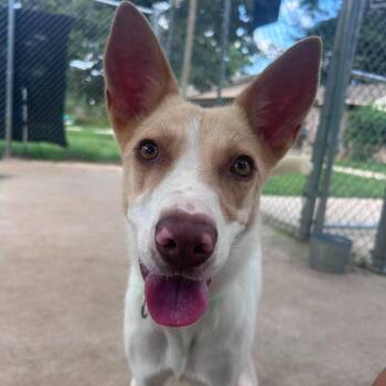 Cercei -  Cattle Dog Dog for Adoption in Klein, Texas - Cercei | PetCurious