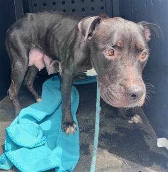 BETTY BOOP -  Pit Bull Terrier Dog for Adoption in Camarillo, California - BETTY BOOP | PetCurious