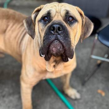 Rescue Mastiff Dogs for Adoption in Northbrook, Illinois - Jerry | PetCurious