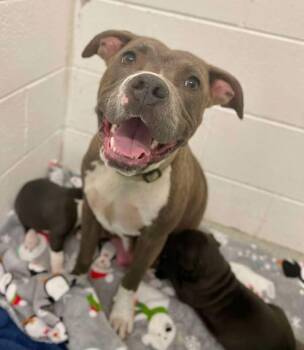 Pit Bull Terrier and Mixed Breed Dogs Available for Adoption - Florence   (Tour Of Italy Mom 2026) | PetCurious