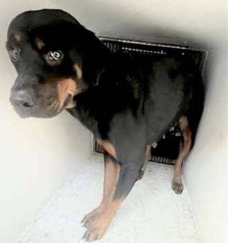 A660280 -  Rottweiler Dog for Adoption in Houston, Texas - A660280 | PetCurious